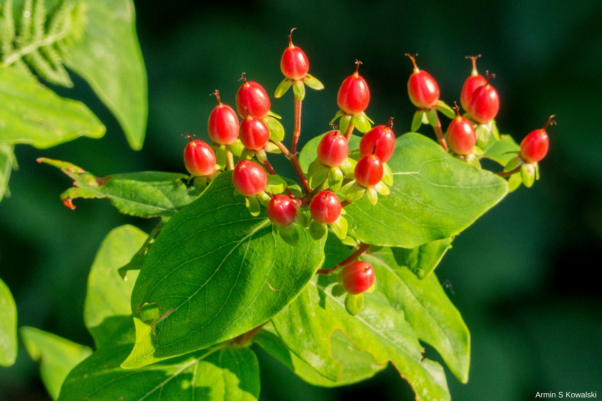 Baies hypericum