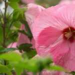 Hibiscus, Althéa : planter, cultiver et entretenir