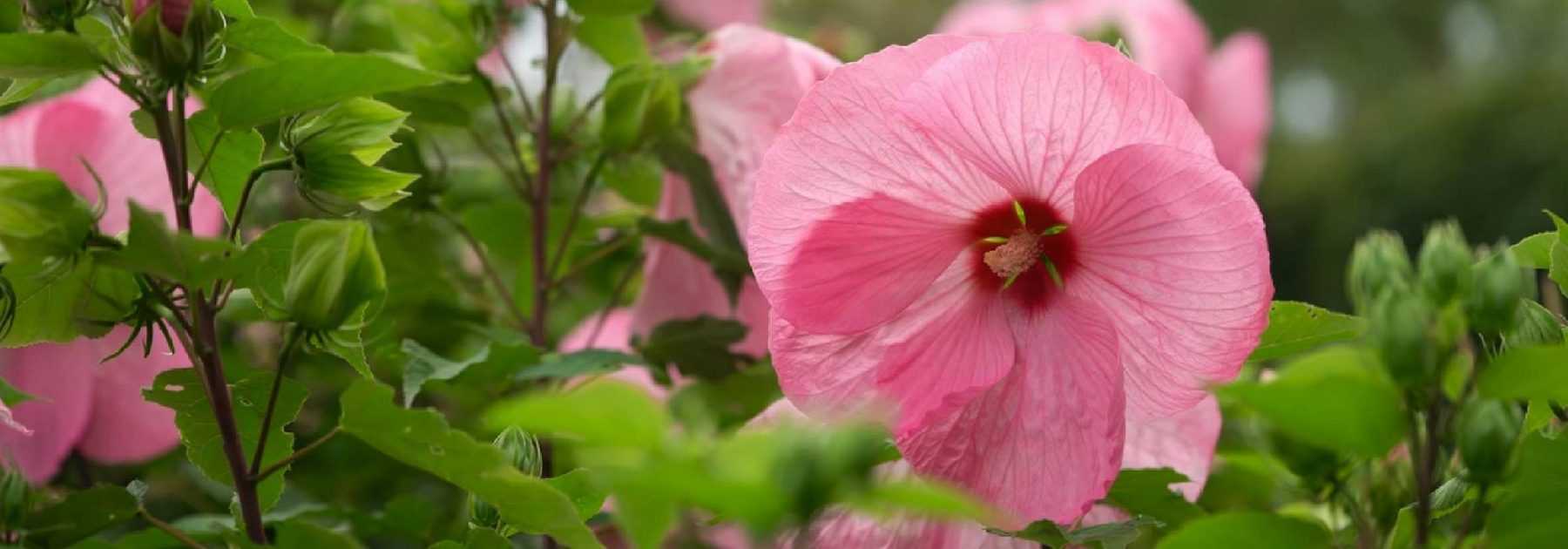 Hibiscus, véroniques, érable du japon… Comment protéger vos fleurs