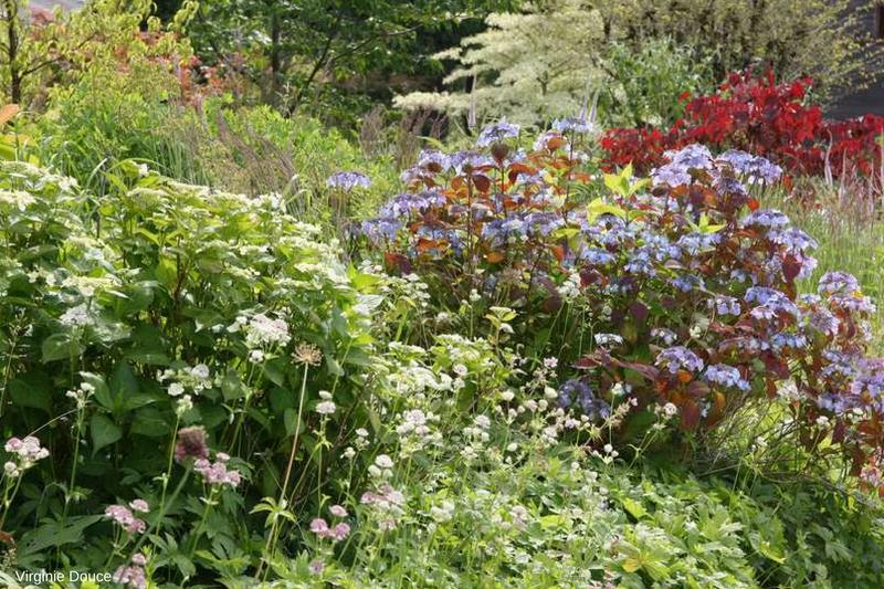 jardin bouillon blanc