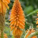 Kniphofia, Tison de Satan : planter, cultiver, entretenir