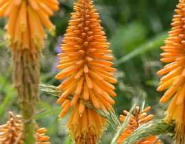 Kniphofia, Tison de Satan : planter, cultiver, entretenir