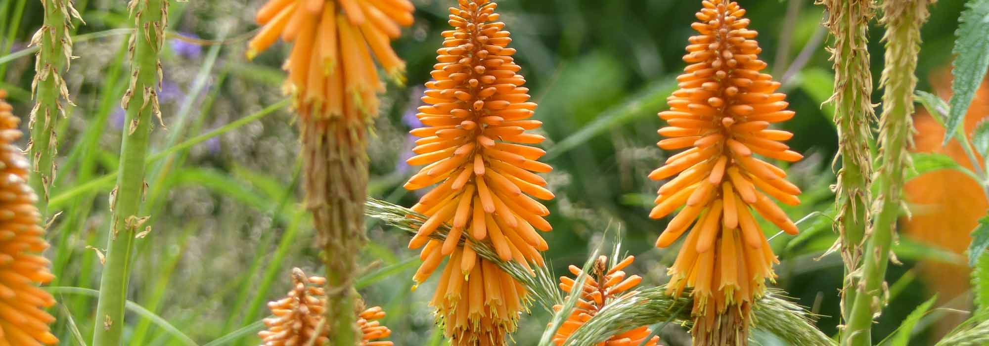 Kniphofia, Tison de Satan : planter, cultiver, entretenir