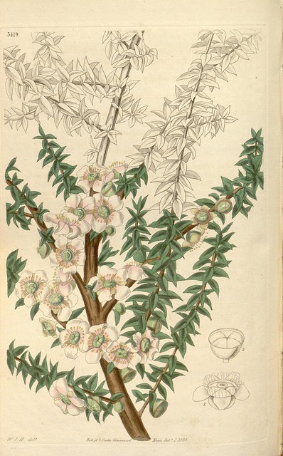 Leptospermum ou arbre à thé