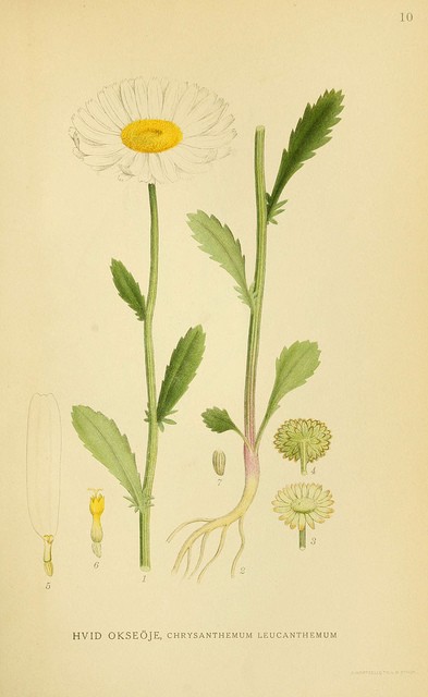 marguerite, chrysantheme