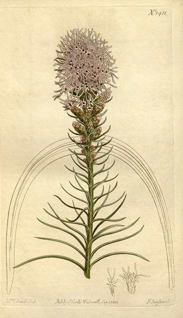 Liatris spicata, plume du kansas