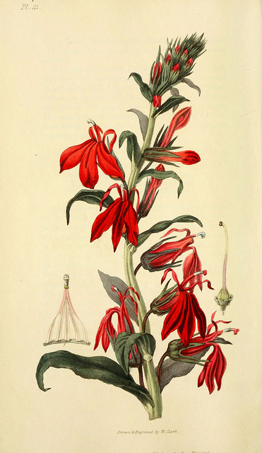 Lobelia