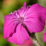 Lychnis, Coquelourde : planter, cultiver et entretenir