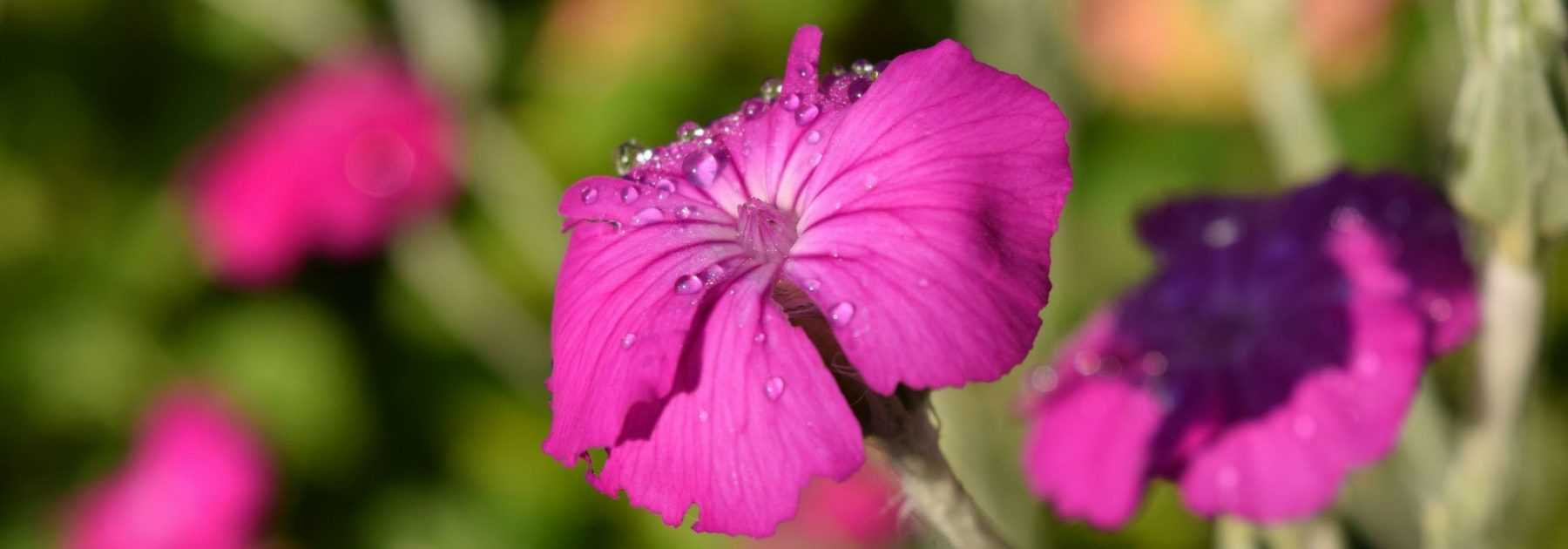 Lychnis, Coquelourde : planter, cultiver et entretenir