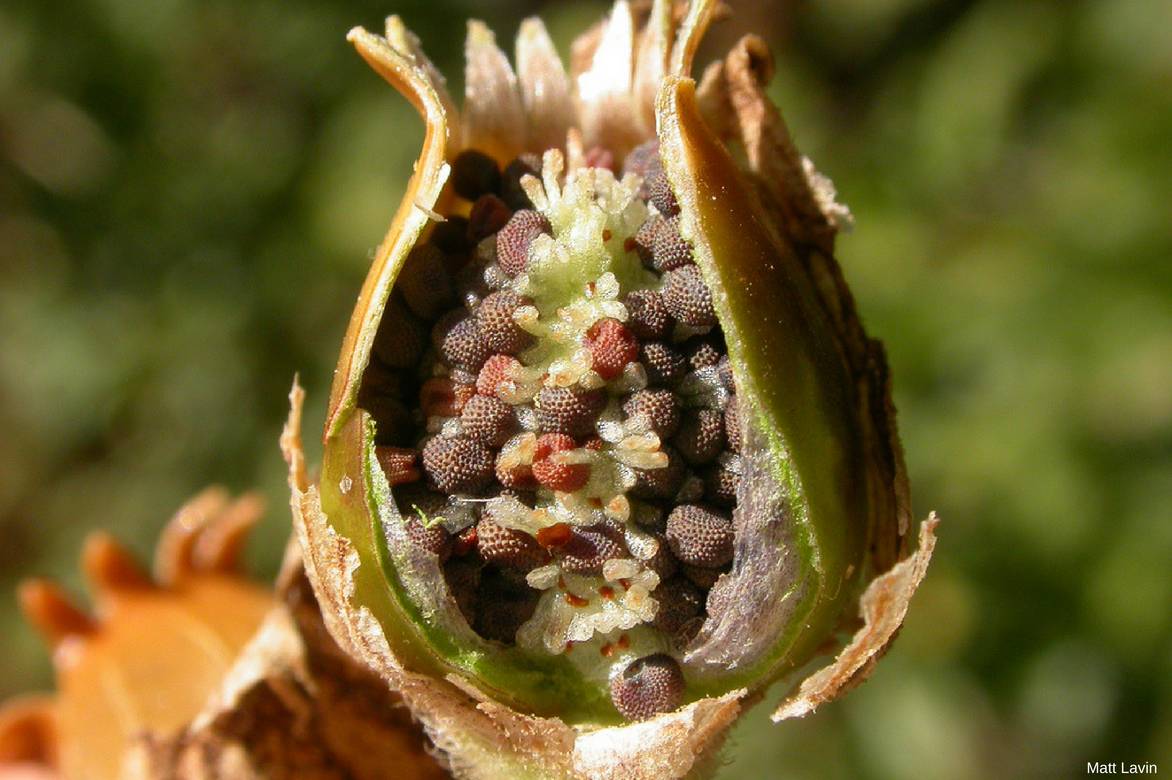 graines coquelourde des jardins