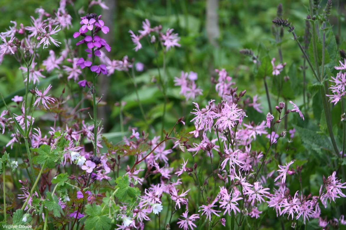 Lychnis flos-cuculi