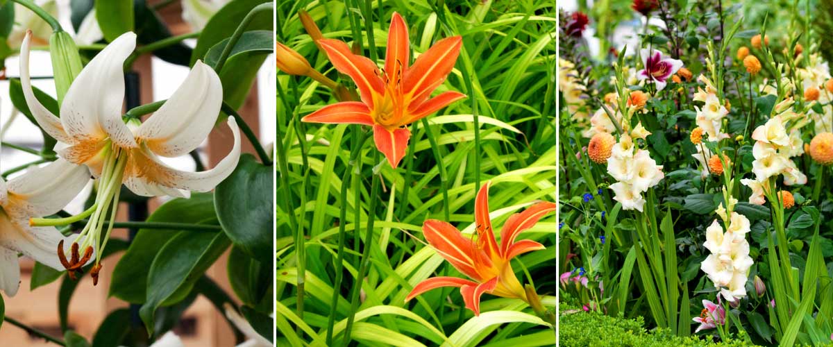 Lis, lys ou Lilium : plantation, entretien et culture