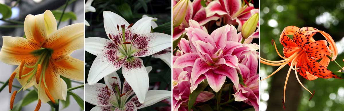 Lis, lys ou Lilium : plantation, entretien et culture