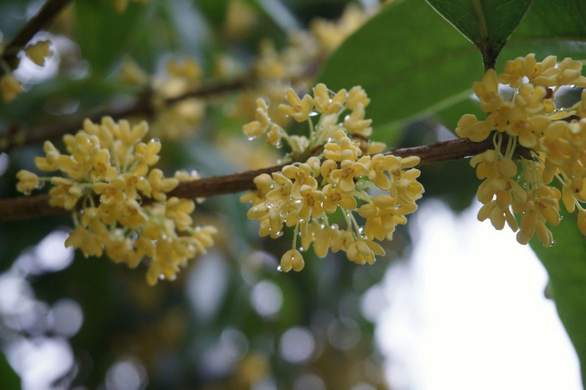 Osmanthus fragrans