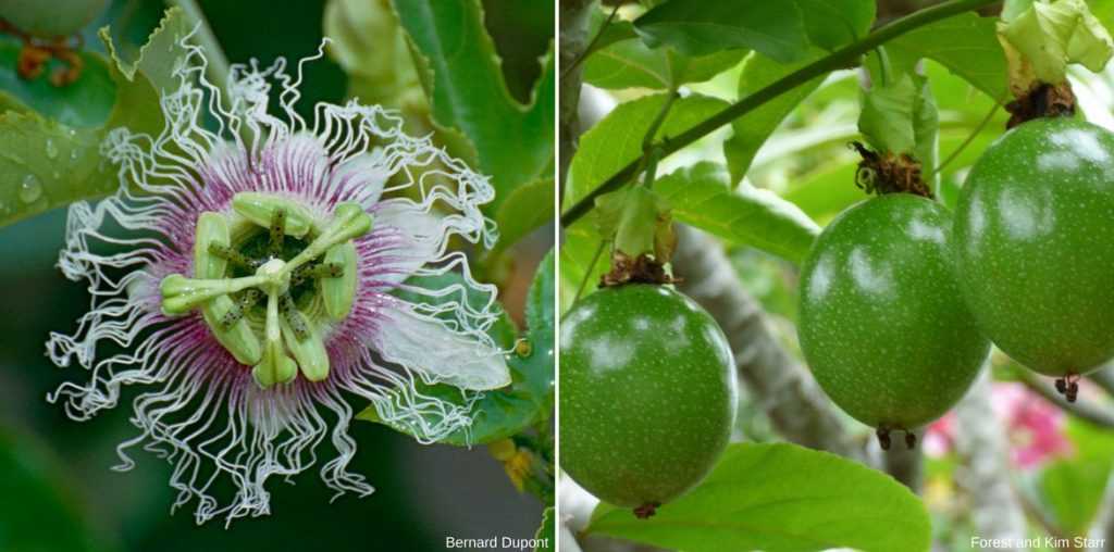 Passiflore, Fleur de la passion : planter, cultiver, tailler - Promesse