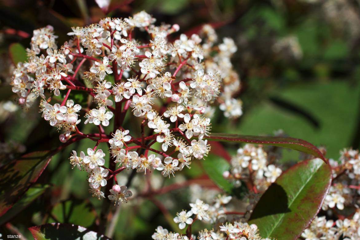 Photinia