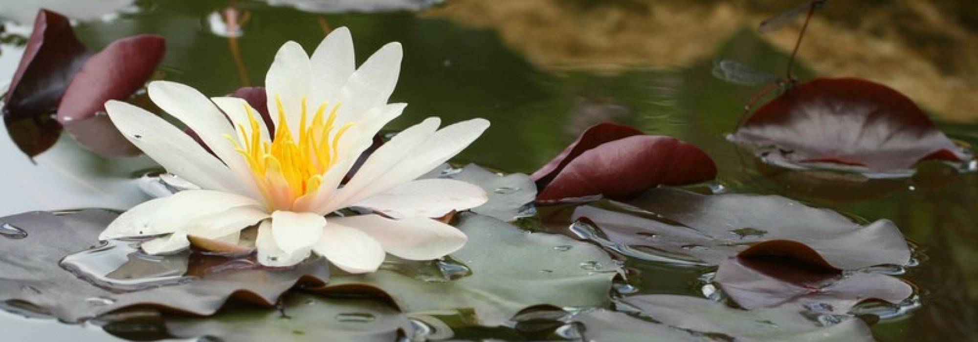 TOUT SAVOIR SUR LE LOTUS, UNE DES PLUS BELLES FLEURS POUR LE BASSIN 