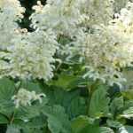 Rodgersia : plantation, culture, entretien