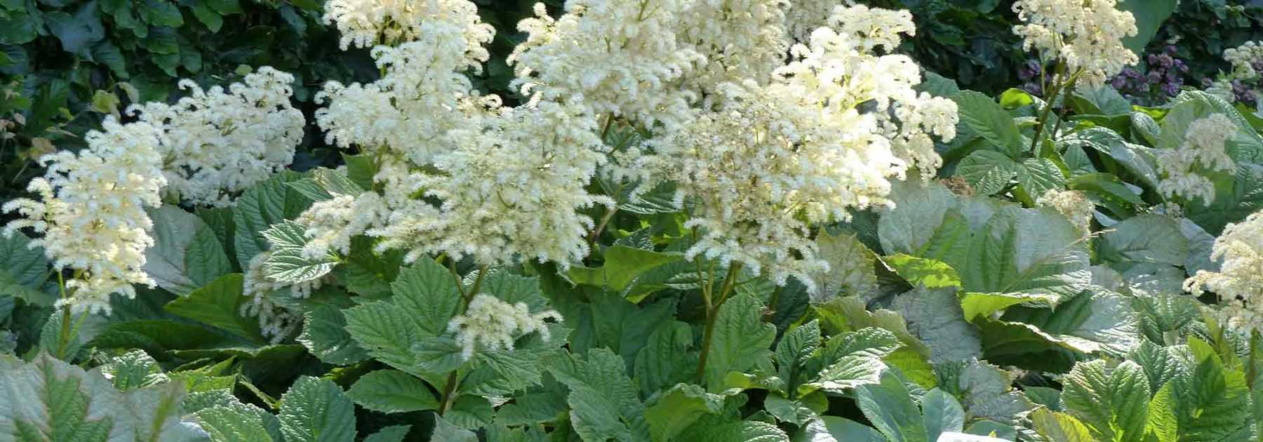 Rodgersia : plantation, culture, entretien