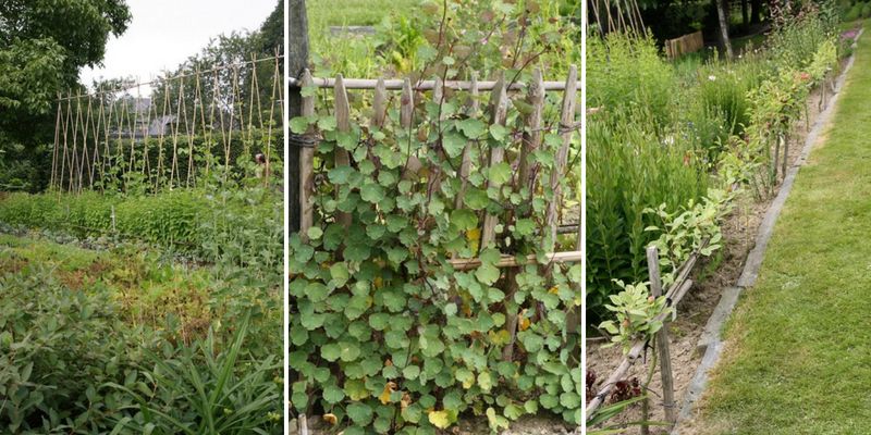 jardin bouillon blanc potager et structures