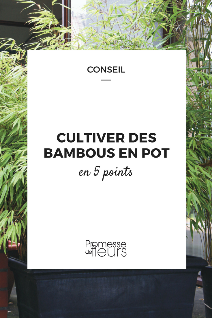 Planter un bambou en pot - Gamm vert