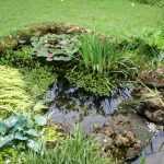 Les bassins de mon jardin et leur création