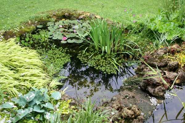 Les bassins de mon jardin et leur création