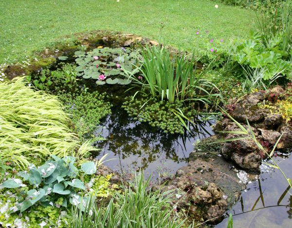 Les bassins de mon jardin et leur création
