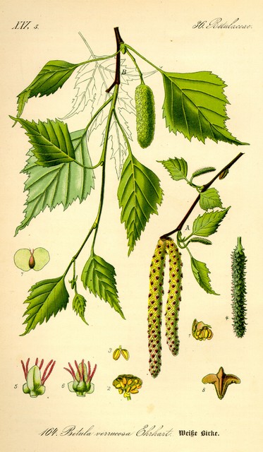 bouleau, betula pendula