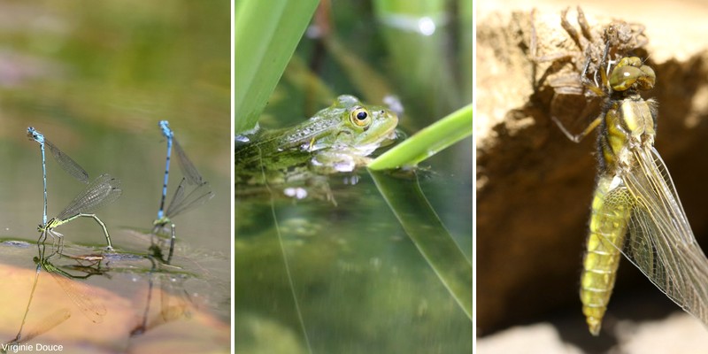 faune du bassin de jardin