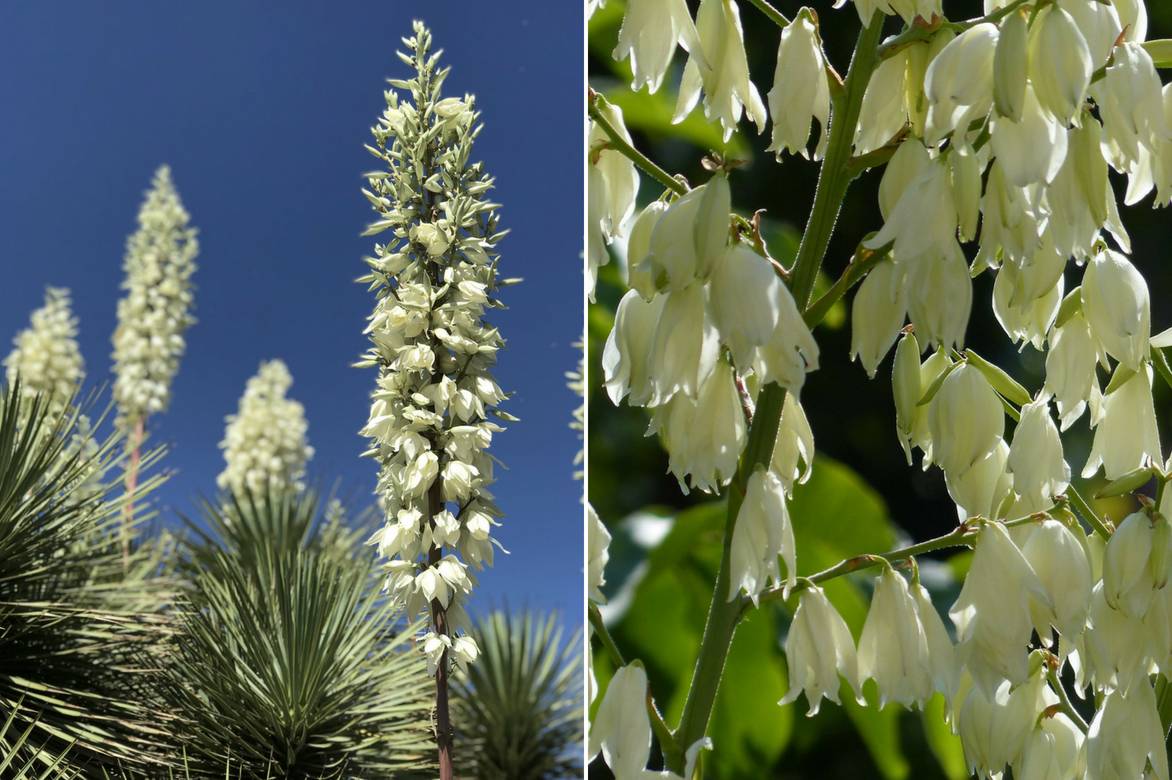 Yucca d'extérieur : choix, plantation, entretien, en pot ou au jardin - Nos  conseils