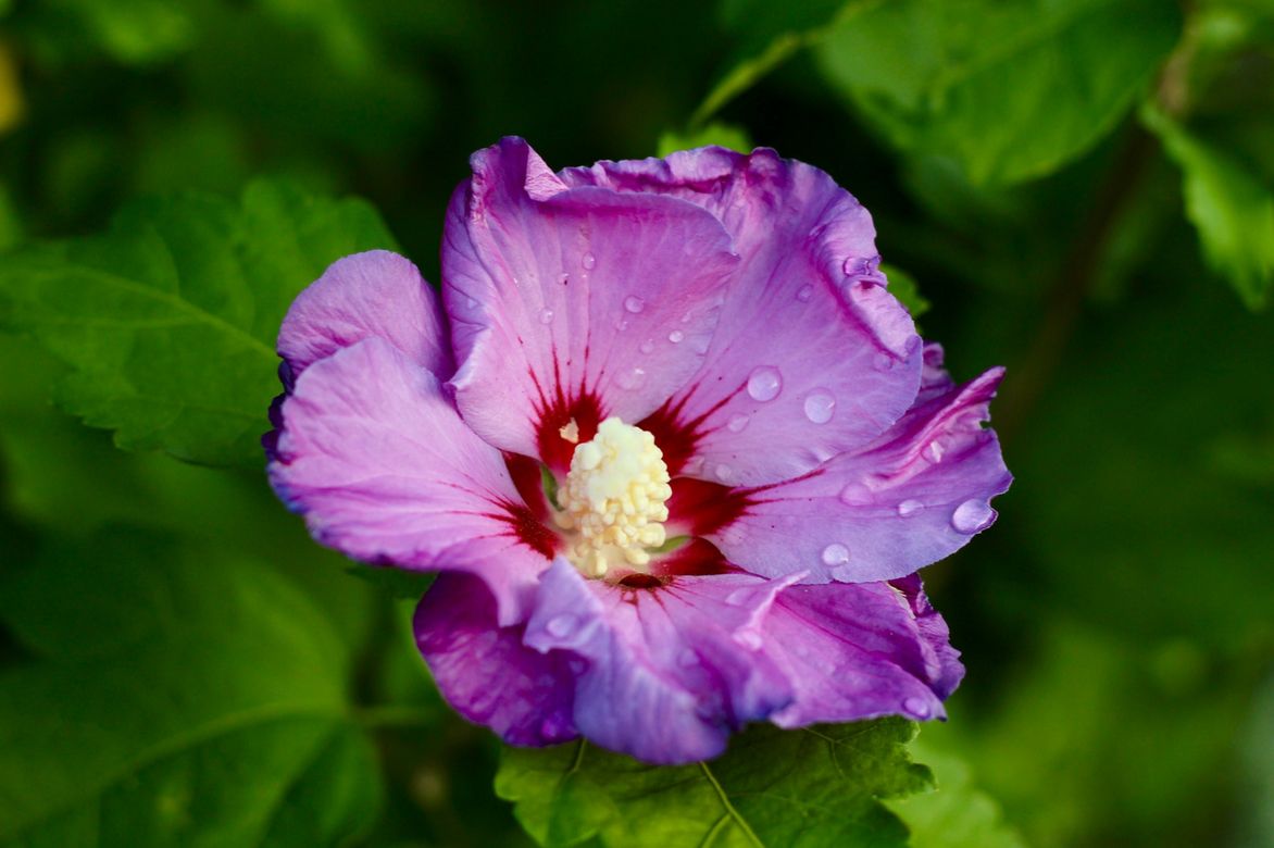 Hibiscus en fleur