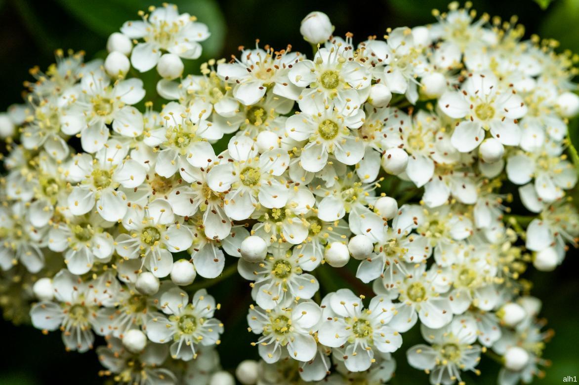 Inflorescence buisson ardent