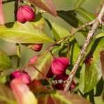 Fusain, euonymus : planter, tailler et entretenir