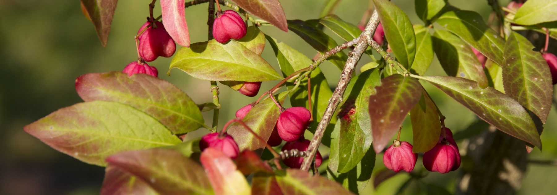 Fusain, euonymus : planter, tailler et entretenir