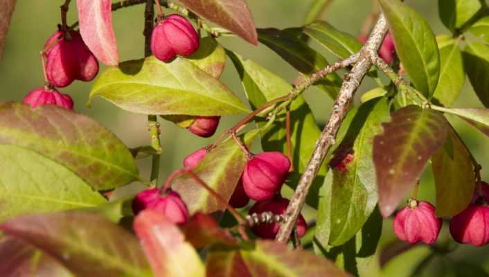 Fusain, euonymus : planter, tailler et entretenir