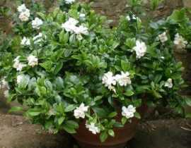 Gardenia Perfumed Petticoats, un parfum inoubliable, une rusticité incroyable !