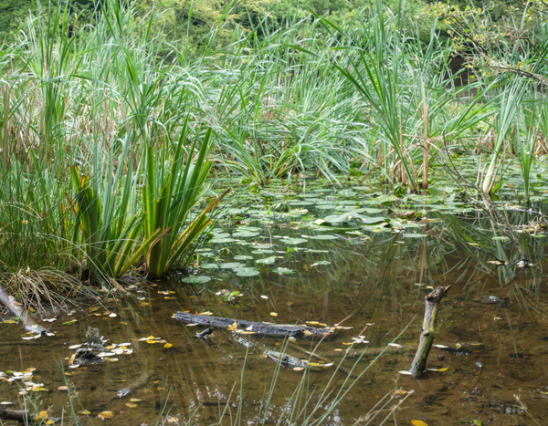 5 choses à faire au jardin pour limiter les risques d'inondations