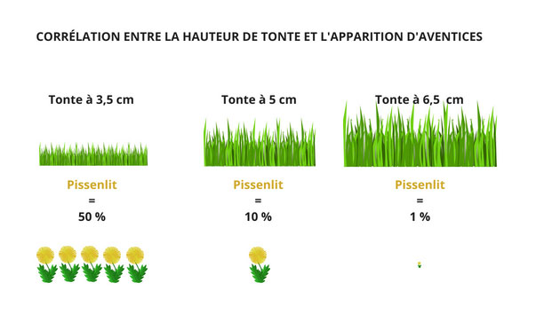 Graines de gazon à semer de regarnissage pour rénovation botanic® - 5 kg :  Semences de gazon BOTANIC jardin - botanic®