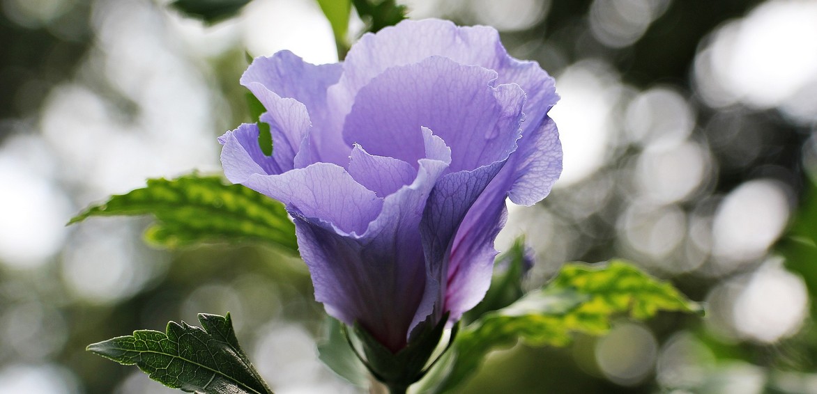 Hibiscus, fleur