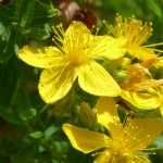 Hypericum, Millepertuis : plantation, taille, entretien