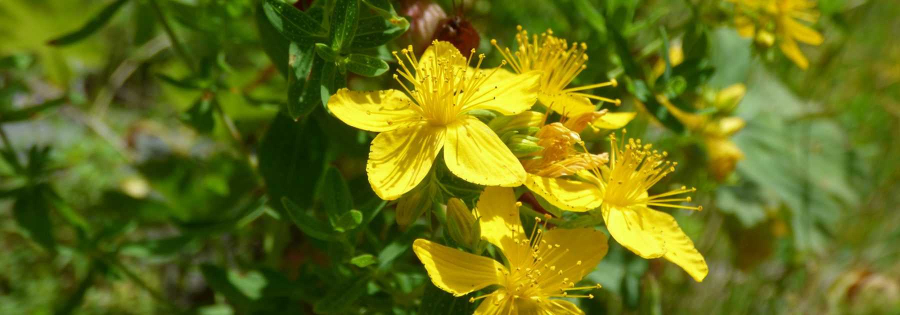 Hypericum, Millepertuis : plantation, taille, entretien