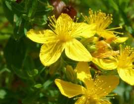 Hypericum, Millepertuis : plantation, taille, entretien