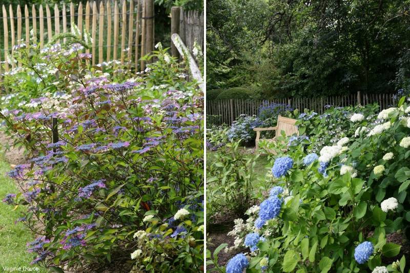 jardin bouillon blanc, hortensia