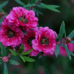 L'arbre à thé, Leptospermum : planter, tailler et entretenir