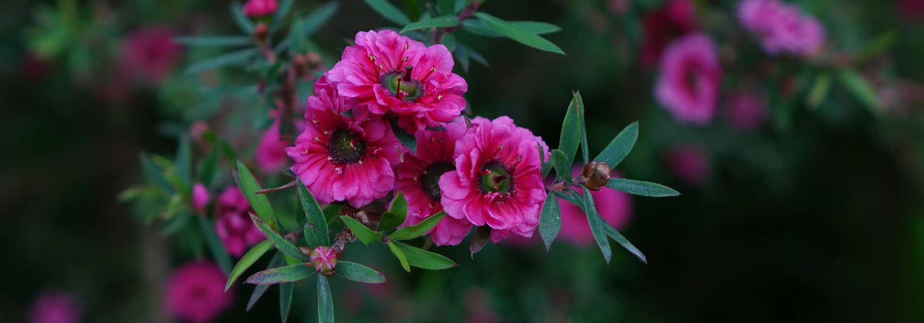 L'arbre à thé, Leptospermum : planter, tailler et entretenir