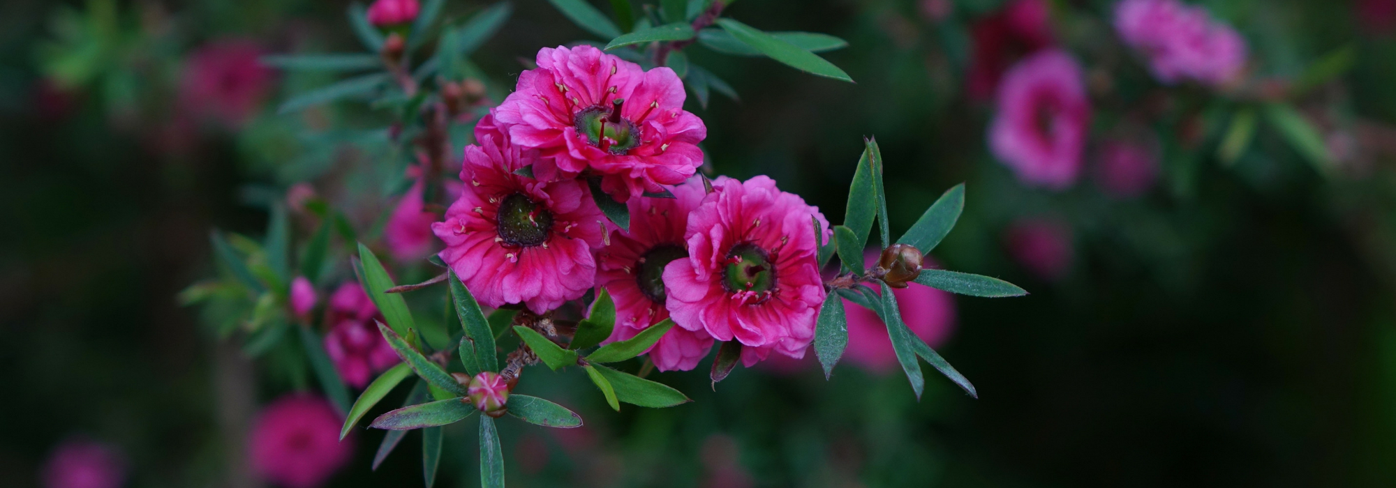 L'arbre à thé, Leptospermum : planter, tailler et entretenir