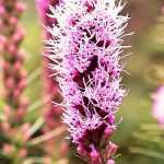 Plume du Kansas, liatris spicata : plantation et entretien