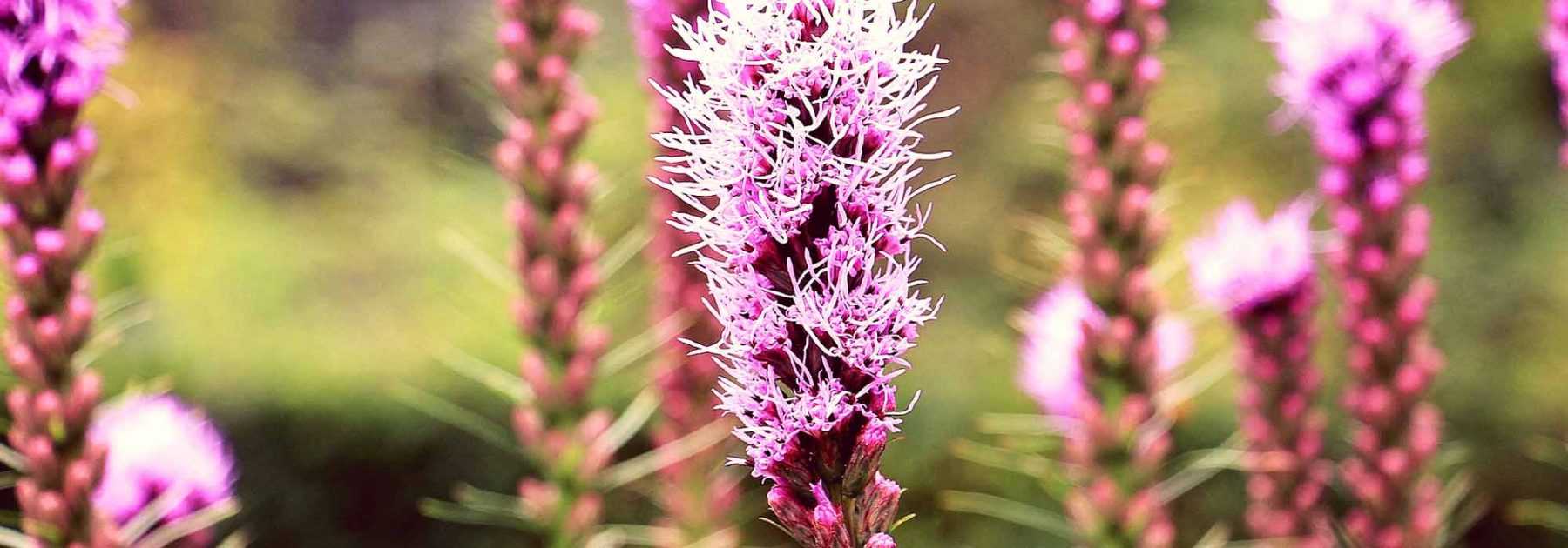 Plume du Kansas, liatris spicata : plantation et entretien