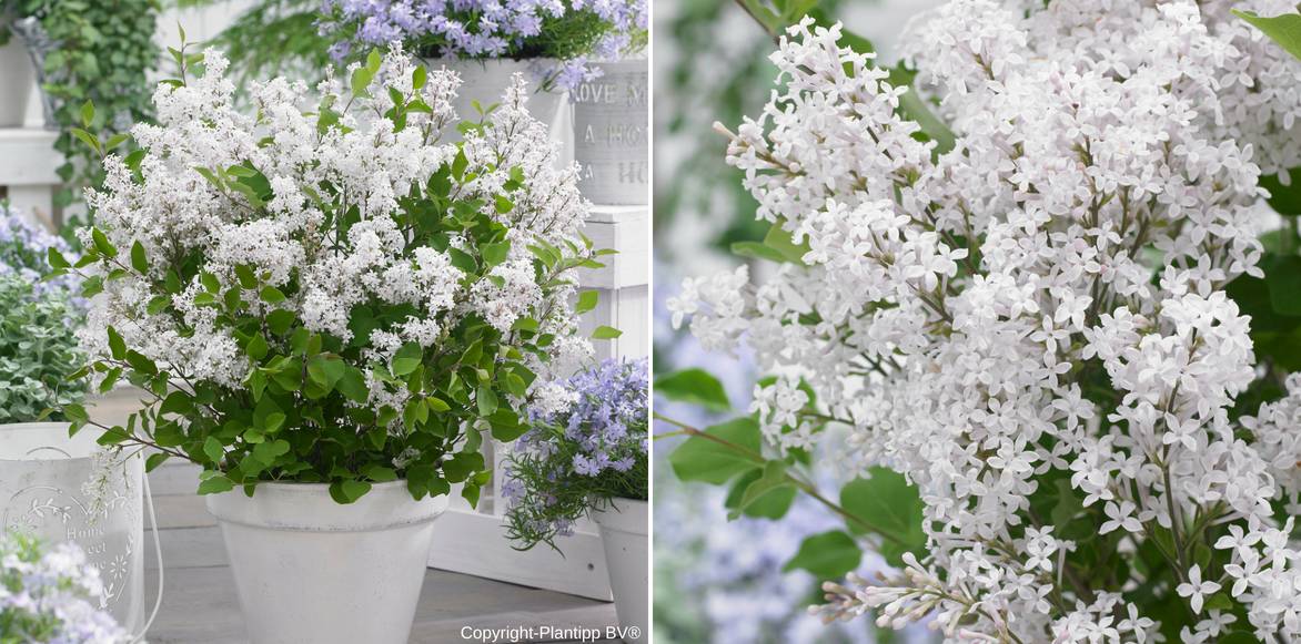 Syringa en pot